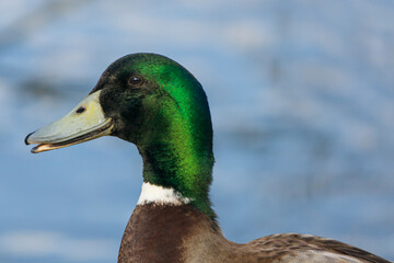 Le canard rigole