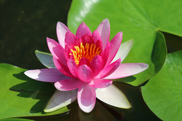 Closeup of a Gorgeous Nymphaea Tubtim Siam or Ellisiana Hardy Waterlily Blooming in Sunlight