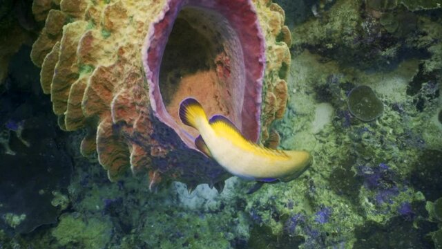 A colorful yellow and purple fish hides in a large marine organism with spikes on a coral reef - Banda, Indonesia