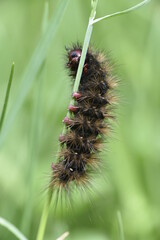 caterpillar clinging to a blade of grass