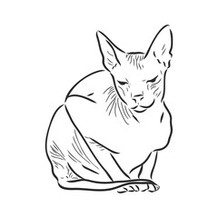 Vector illustration of a sphynx cat with a liner isolated on a white background. For printing on clothes, paper, logo, icon