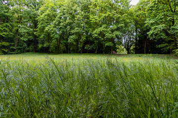 Small glade in park with high gras and old green trees