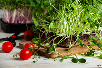 Obraz na płótnie Canvas Different types of microgreen dill sprouts. Growing Seed germination at home. Organic raw food. Sprouted peas, arugula, sunflower, red cabbage. Superfood