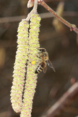Eine Honigbiene auf der Bluete der Haselnuss. Thueringen, Deutschland, Europa    ---  
A honey bee on the hazelnut blossom. Thuringia, Germany, Europe 

