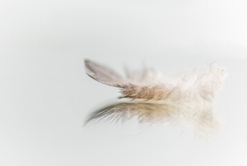 Feather on white background