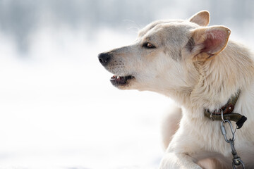 Close-up winter portrait of a white dog on a light background. A large stray dog without a breed from a shelter. Expressive animal gaze. A dog with a collar on a chain. Looks at the camera.