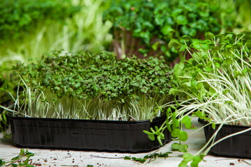 Different types of microgreen dill sprouts.  Growing Seed germination at home. Organic raw food. Sprouted peas, arugula, sunflower, red cabbage. Superfood