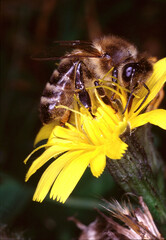 Eine Honigbiene, die Pollen und Nektar sammelt. Trusetal, Thüringen, Deutschland, Europa   --  
A honey bee collecting pollen and nectar. Trusetal, Thuringia, Germany, Europe