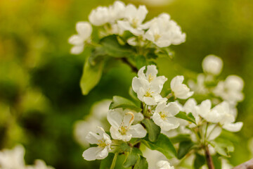 Close up of white buds of apple tree in the garden. Blooming apple tree  branch. Spring background, copy space