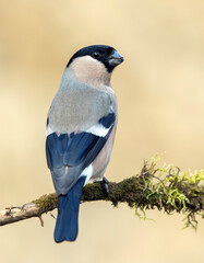 Eurasian bullfinch female ( Pyrrhula pyrrhula )