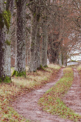 path in the forest