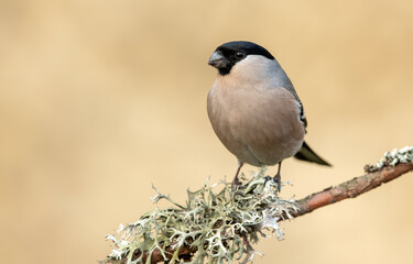Eurasian bullfinch female ( Pyrrhula pyrrhula )