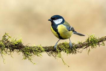 Obraz premium Great tit close up ( Paerus major )