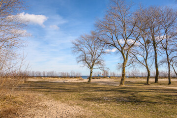 Trees growing right next to the beach and Baltic Sea in Rewa. Poland