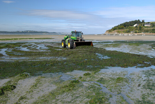 Algues vertes sur une plage de Bretagne. Pollution nitrate agricole