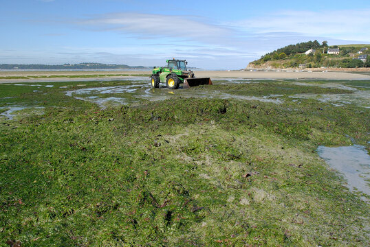 Algues vertes sur une plage de Bretagne. Pollution nitrate agricole