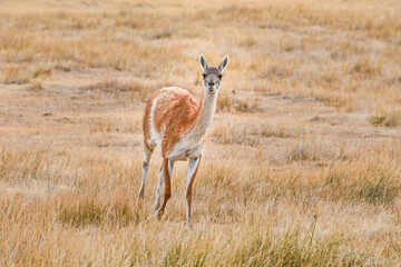 A wild guanaco in Patagonia National Park, Aysen, Patagonia, Chile