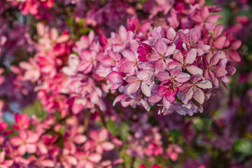 Beautiful spring bloom of pink sakura. Bright cherry blossoms and delicate greens in the background. Young cherry tree in a city park. Spring holiday card.