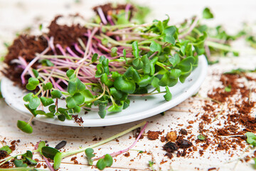 Different types of microgreen dill sprouts.  Growing Seed germination at home. Organic raw food. Sprouted peas, arugula, sunflower, red cabbage. Superfood