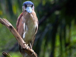 Boat-billed Heron (Cochlearius cochlearius) perched on a branch in Brazil