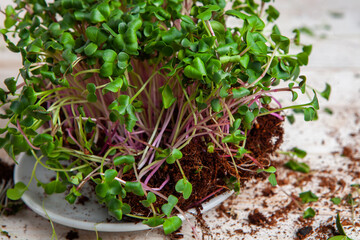 Different types of microgreen dill sprouts.  Growing Seed germination at home. Organic raw food. Sprouted peas, arugula, sunflower, red cabbage. Superfood