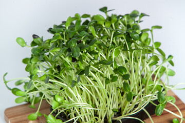 Different types of microgreen dill sprouts.  Growing Seed germination at home. Organic raw food. Sprouted peas, arugula, sunflower, red cabbage. Superfood