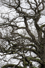 branches of a tree