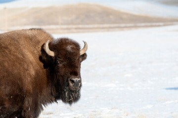 Buffalo (American Bison) on the Plains of Colorado in Winter