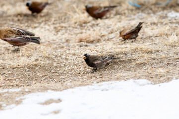 Black Rosy-Finch (Leucosticte atrata) in Winter on the Plains of Colorado