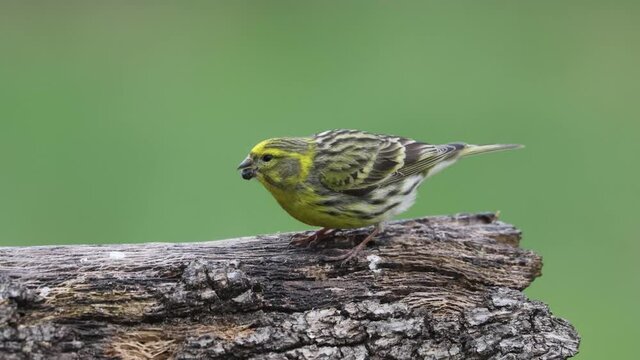 A male European serin (Serinus serinus),  a small species of finch (Fringillidae)