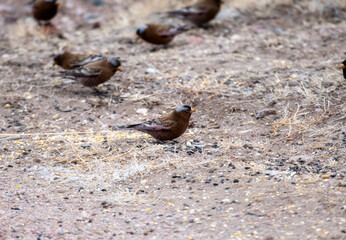 Gray-crowned Rosy-Finch (Leucosticte tephrocotis) in Winter on the Plains of Colorado