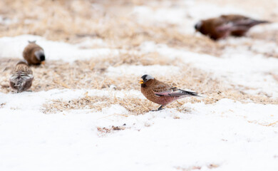 Gray-crowned Rosy-Finch (Leucosticte tephrocotis) in Winter on the Plains of Colorado