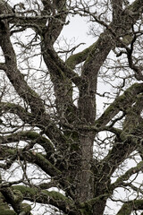 tree in the forest