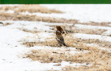 Gray-crowned Rosy-Finch (Leucosticte tephrocotis) in Winter on the Plains of Colorado