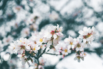 flowering trees and the beginning of spring