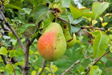 Juicy ripe pear on a branch 
