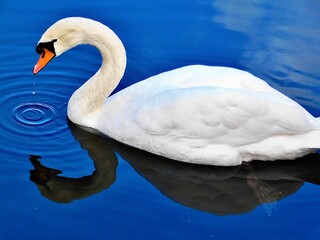 swan on the lake