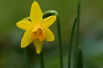 Spring daffodil