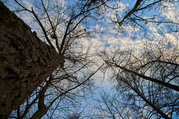 treetops under a cloudy blue sky