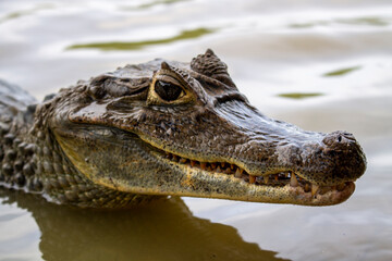 crocodile in the water