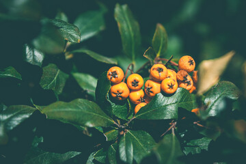 flowering trees and the beginning of spring
