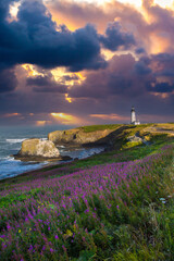 Fields of fireweed are blooming on the approach to the Yaquina Head lighthouse, just north of Newport, Oregon.