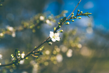 flowering trees and the beginning of spring