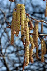 Haselnussstrauch und Bienen. Sie sammeln dort Bluetenstaub als Nahrung  --
Hazelnut bush and bees. There they collect pollen for food .