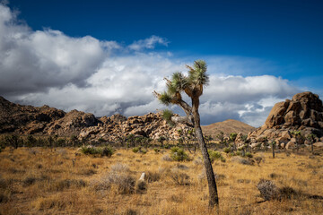 Cloudy day in Joshua Tree