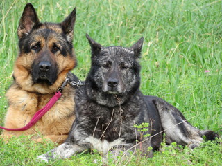 beautiful protective watchdogs defense security tranquility domestic animals