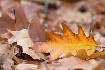 autumn leaves on the ground