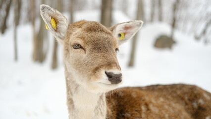 Naklejka na ściany i meble Deers in a wildlife zoo of Canada in winter