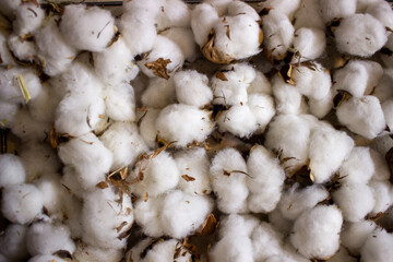 garlic on the market