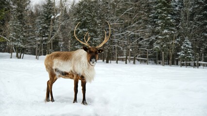 Deers in a wildlife zoo of Canada in winter